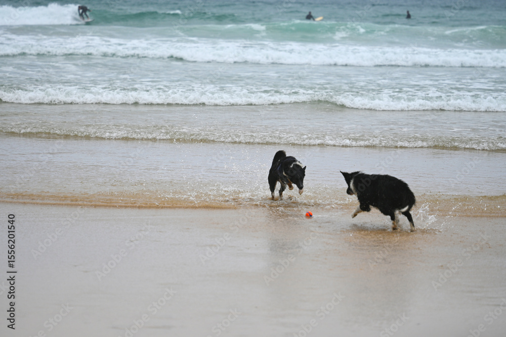 Αυτοκόλλητο dogs chasing the ball with surfers behind