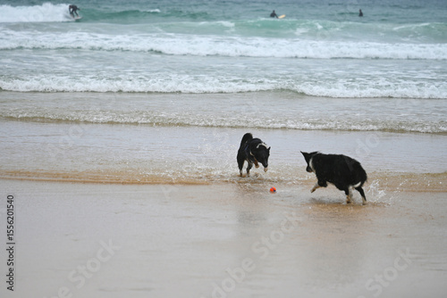 Photography dogs chasing the ball with surfers behind