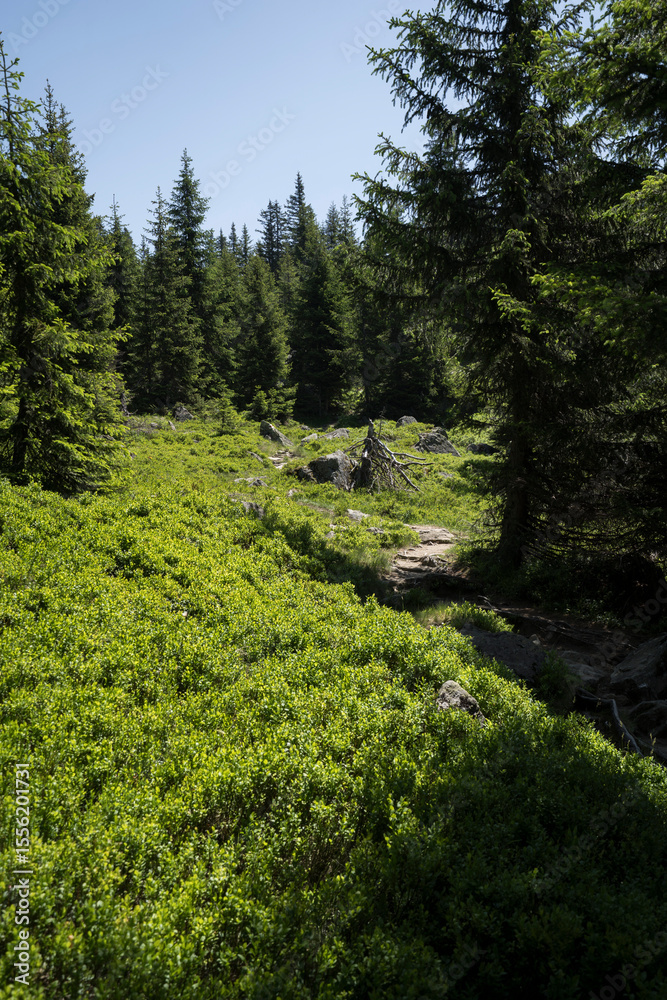 Fototapeta premium hiking path in the mountains of Vorarlberg Austria in Montafon in Gaschurn