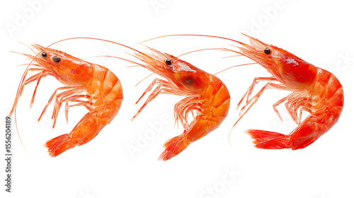 Wallpaper Mural Isolated cooked prawns or shrimps seafood cuisine culinary ingredient concept on transparent background Torontodigital.ca