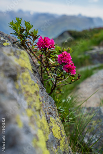 close up of alpine rose flower on rock with lichens in the  mountains of Gaschurn Montafon Vorarlberg Austria