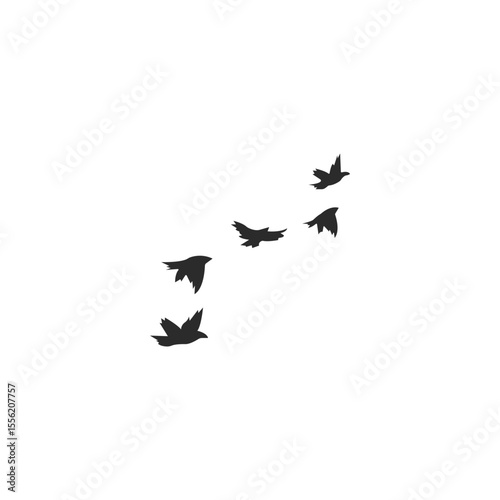 flock of birds
