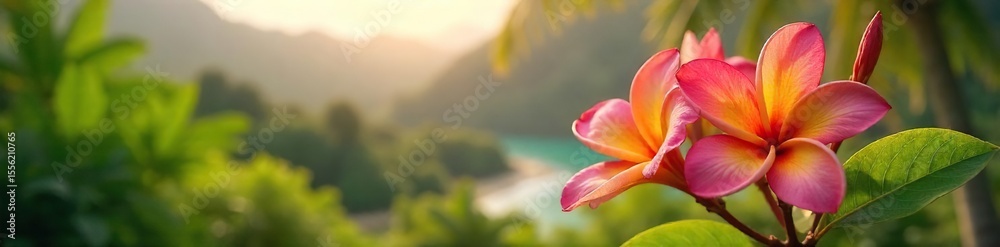 Fototapeta premium Lush Hawaiian Frangipani Blossoms in Warm Sunlight Idyllic Tropical Scene