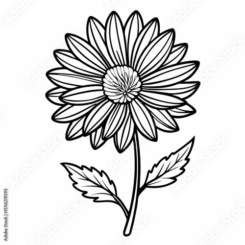 black and white aster flower