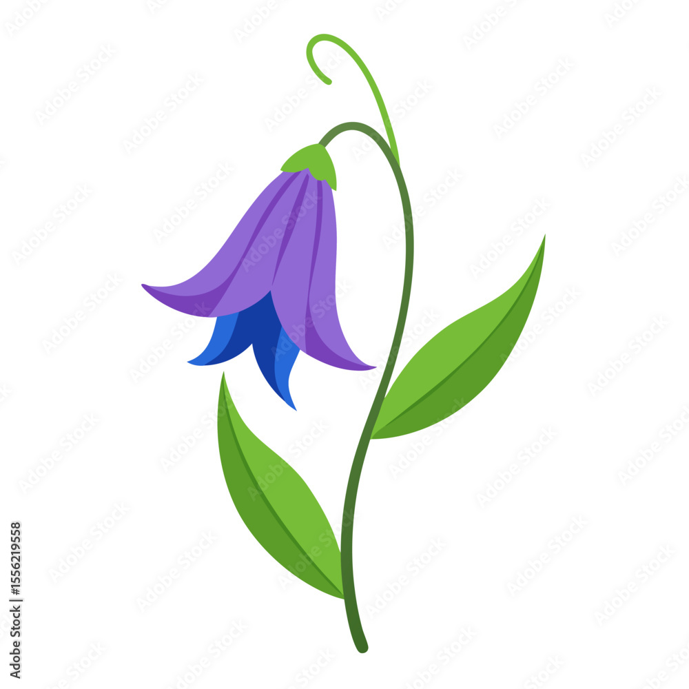 Obraz premium bellflower flower isolated on white