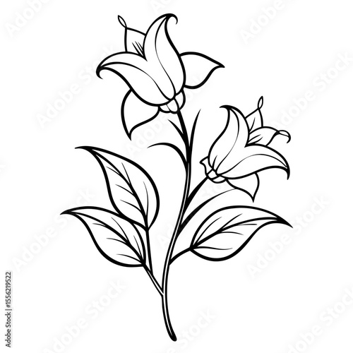bellflower flower isolated on white background