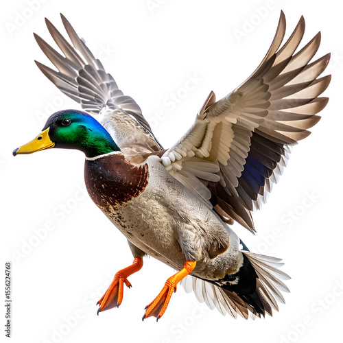 Flying Duck with Outstretched Wings and Detailed Feathers, isolated on a transparent background