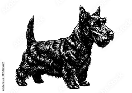 Scottish dog pet portrait engraving intricate retro hand drawn style line art black and white vector illustration