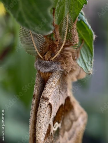 A stunning Polyphemus moth (Antheraea polyphemus) resting on a green leaf in natural daylight.