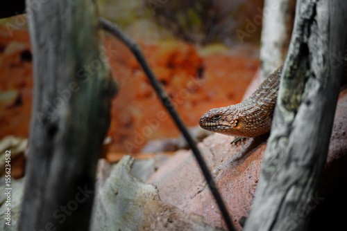 Little egernia posing for the camera.	
