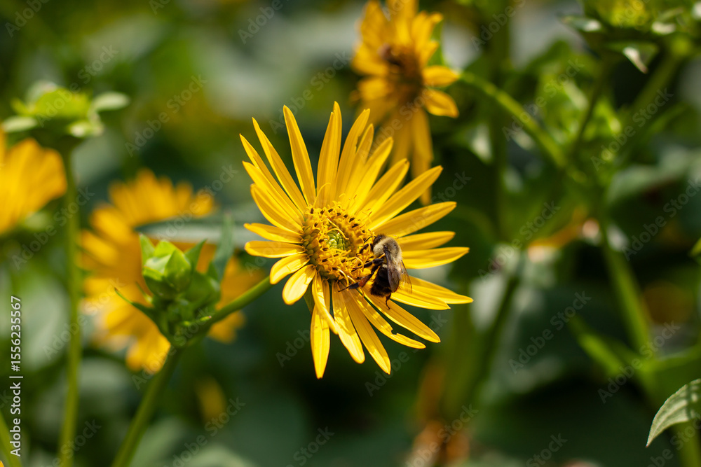 Fototapeta premium bee