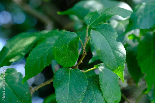 Leafy Plant in Pretoria National Botanical Gardens