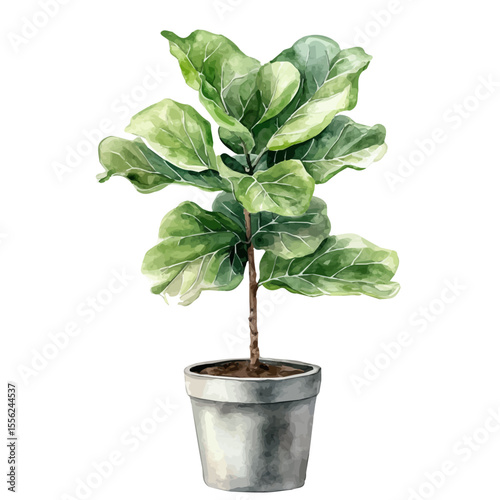 A Fiddle Leaf Fig Plant, watercolor clipart vector, isolated on a white background.