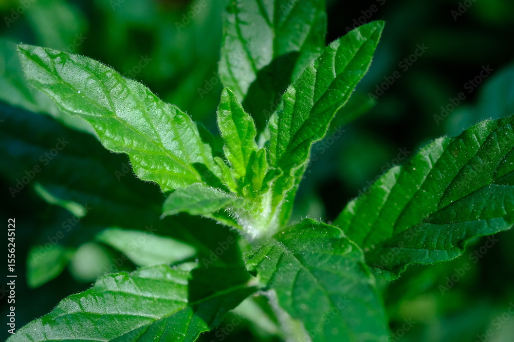 Mint Plant in Pretoria National Botanical Gardens Mint Plant in Pretoria National Botanical Gardens