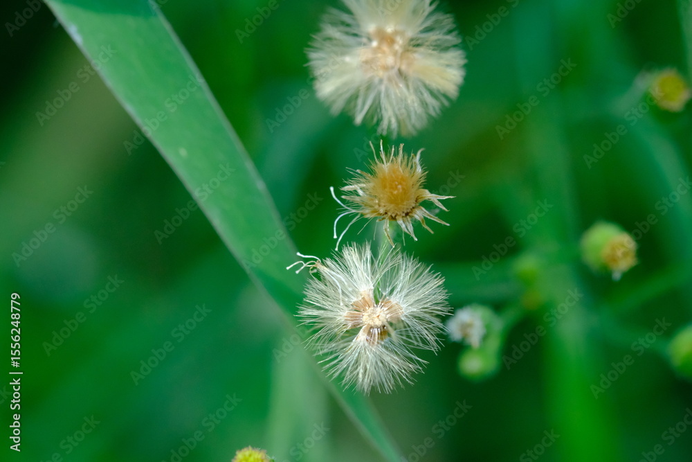 Fototapeta premium Close-up of Wildflowers in Pretoria National Botanical Gardens
