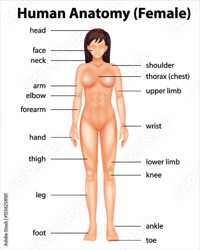 Regions of Female Body. Female body - Front and Back. Female Human Body Parts - Human Anatomy Chart. The anatomical names and corresponding common names are indicated for specific body regions