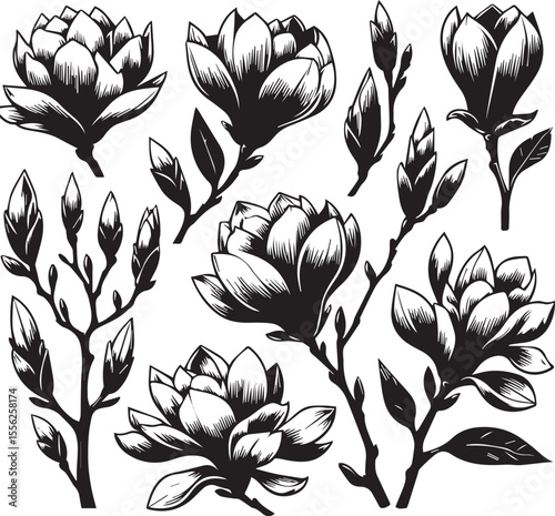 Magnolia flowers. Set of magnolia branches. Vector black silhouettes isolated