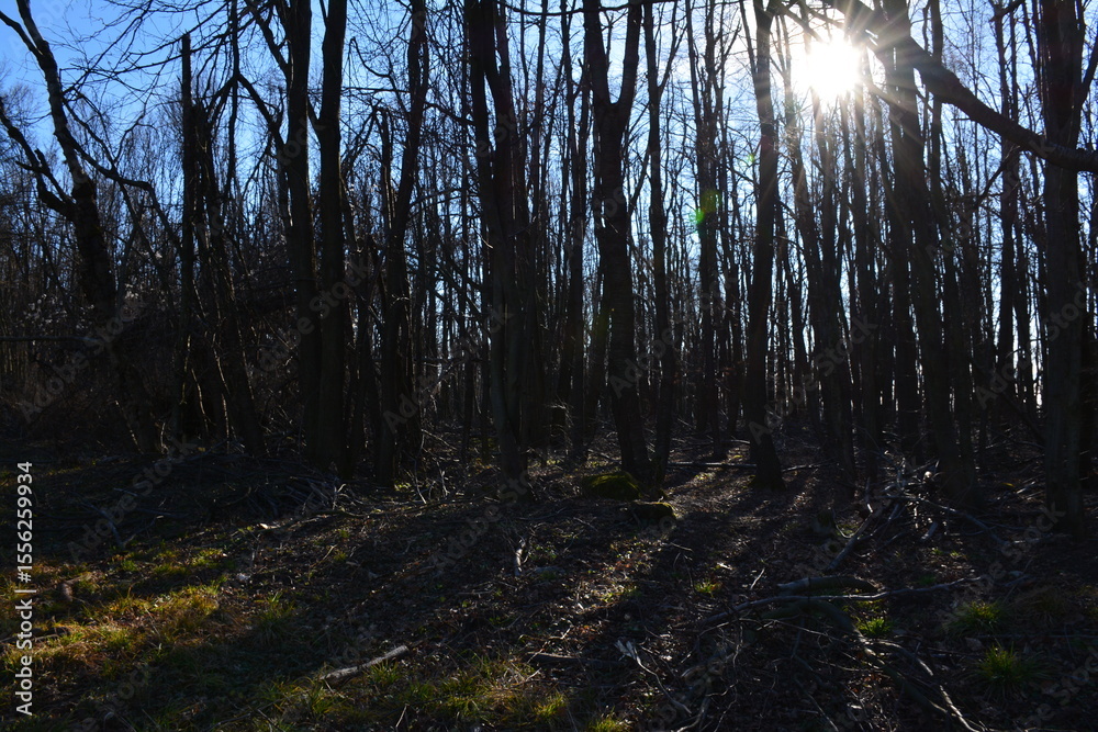 Fototapeta premium forest in the morning