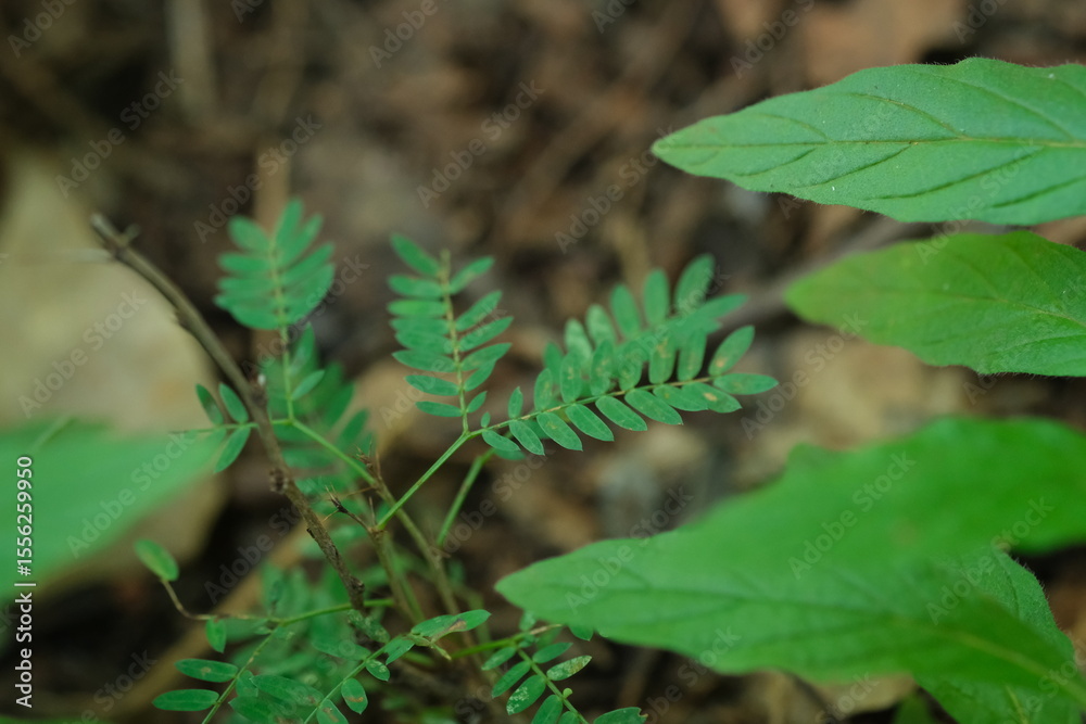 Fototapeta premium Herbaceous Plant in Pretoria National Botanical Gardens