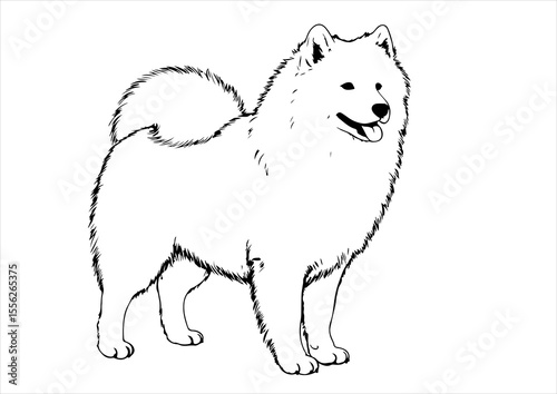 Samoyed dog pet portrait engraving intricate retro hand drawn style line art black and white vector illustration, isolated on white background