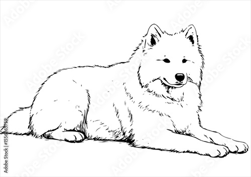 Samoyed dog pet portrait engraving intricate retro hand drawn style line art black and white vector illustration, isolated on white background