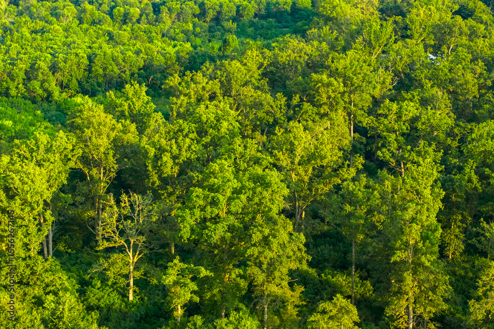 Fototapeta premium Aerial close-up view of a dense green forest with tall trees illuminated by warm sunlight. The lush foliage and natural textures