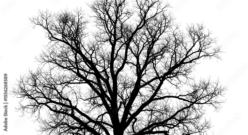 Obraz premium Large tree silhouette against black background