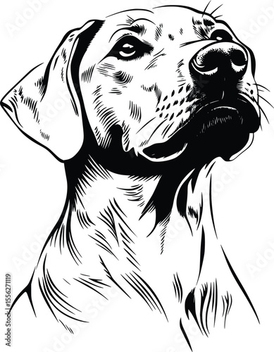 Majestic Rhodesian Ridgeback Dog Head Vector Illustration