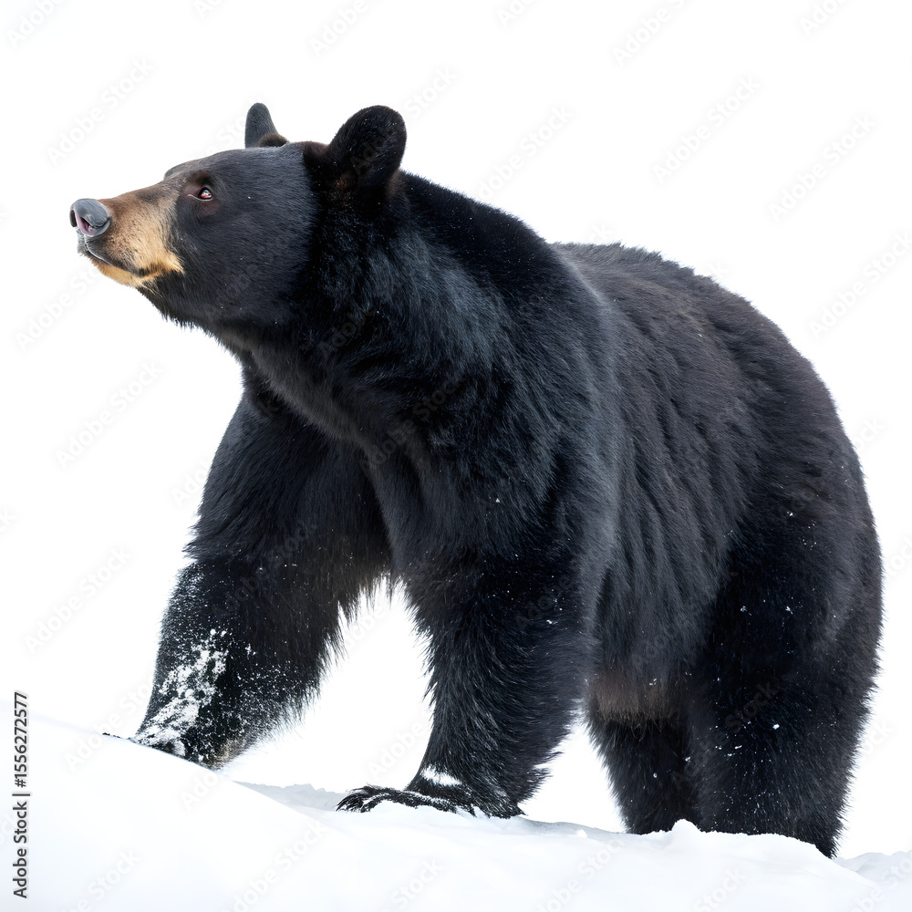 Fototapeta premium Majestic black bear stands on a snowy hill, isolated on transparent background