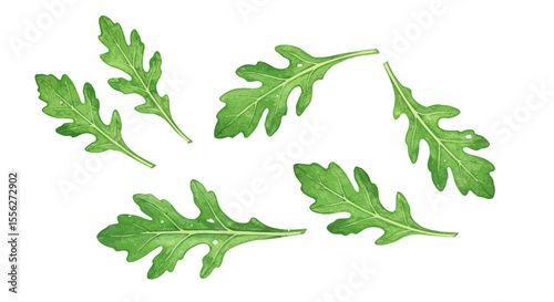 Watercolor Arugula Leaves Are Scattered Across A Bright White Background Creating A Fresh And Organic Visual That Highlights The Natural Beauty And Simplicity Of Leafy Greens For