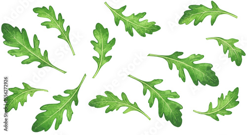 Delicate Watercolor Vector Illustration Showcases Fresh Green Arugula Leaves Scattered On A White Backdrop Evoking Natural Freshness And Simple Beauty