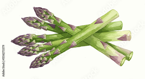 Elegant Watercolor Vector Art Shows Tender Asparagus Stems Gracefully Intertwined Radiating Freshness And Culinary Appeal In A Harmonious Composition