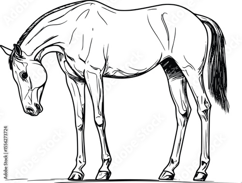 Elegant Horse Vector Illustration Pen Sketch Profile