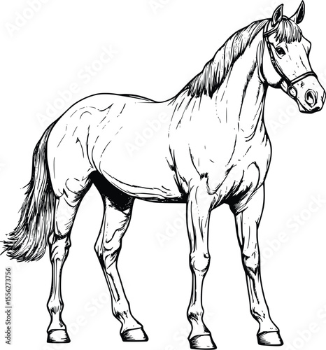 Elegant Vector Horse Drawing Ink Style Equestrian Art