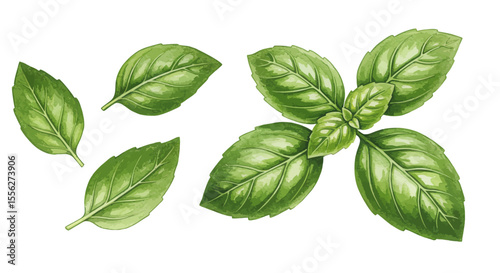 A Vibrant Watercolor Vector Illustration Showcases Several Fresh Green Basil Leaves Capturing Their Detailed Texture And Refreshing Botanical Essence On White