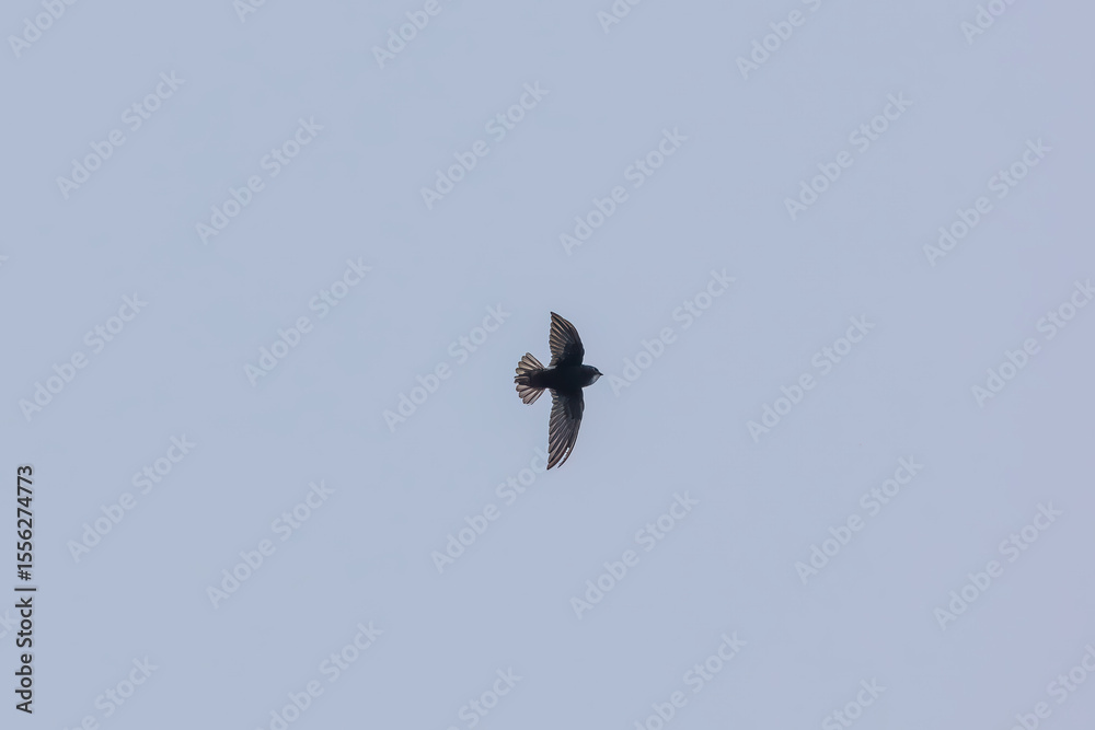 Obraz premium Indian House swift (Apus nipalensis) at Kolkata, West Bengal, India