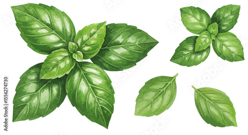 Vibrant Watercolor Vector Illustration Showcases Several Fresh Basil Leaves Capturing Their Lush Green Color And Delicate Texture On A Clean White Backdrop