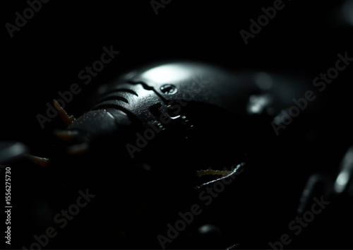 ants on a black background