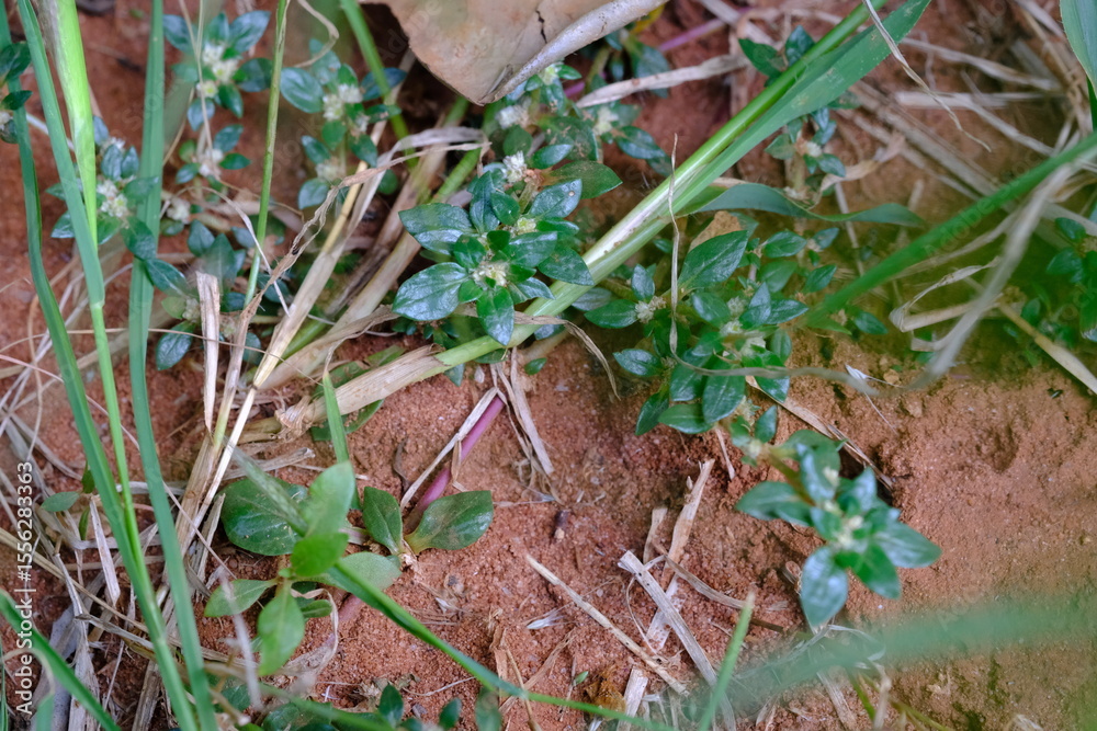Fototapeta premium Wild Plants on Red Soil