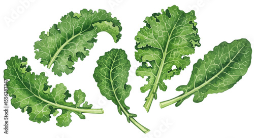 Three Sprigs Of Fresh Green Leafy Herbs Delicately Rendered In A Watercolor Style Showcasing Gentle Shadows And Subtle Color Gradients On A White Backdrop