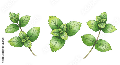 Three Sprigs Of Fresh Mint Leaves Are Depicted In A Watercolor Style Showcasing Vibrant Green Hues And Detailed Leaf Veins Against A Clean White Background