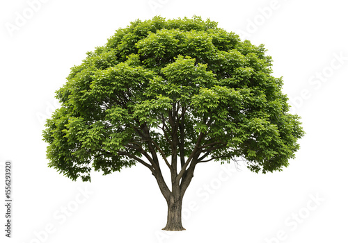 Tree on transparent background, real tree green leaf isolate die cut png file