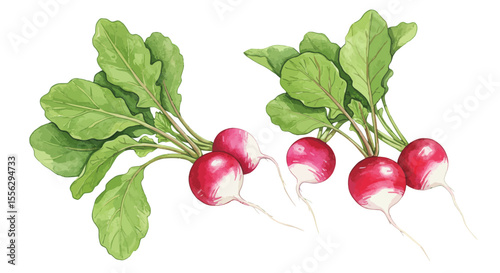 Delicate Watercolor Vector Illustration Featuring Two Bunches Of Vibrant Radishes With Fresh Green Leaves Showcasing A Light Airy And Naturalistic Style