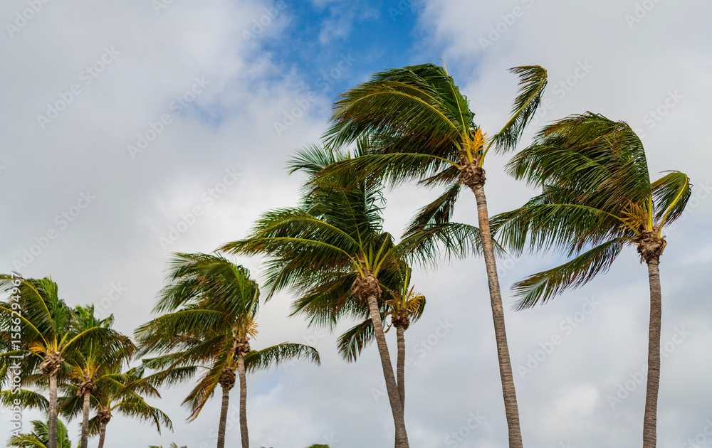 Obraz premium Palm tree in hurricane weather. Tropical beach in Miami. Tropical windy weather with palm tree. Strong wind. Exotic nature. Tropical palm grove. Palm tree on windy weather. Hurricane in Florida