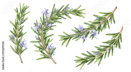 Delicate Watercolor Illustration Showcasing Two Vibrant Green Rosemary Sprigs With Intricate Botanical Details Rendered In A Soft Inviting Artistic Style