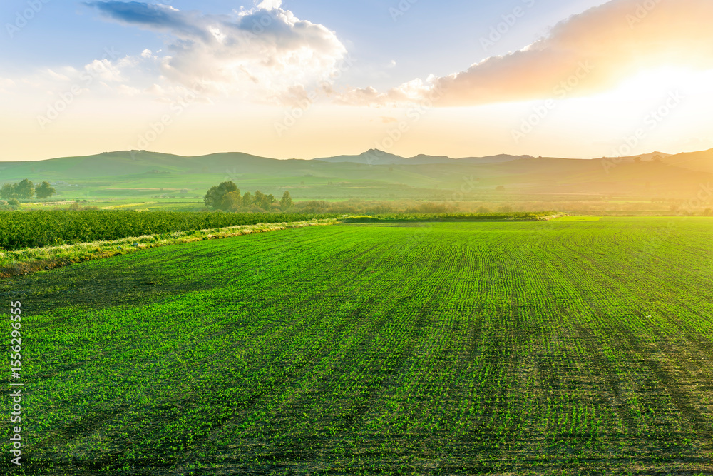 Obraz premium beautiful green spring dawn in a farmland agricultural field with rows of young plant growth and nice sunset sun above mountains on background