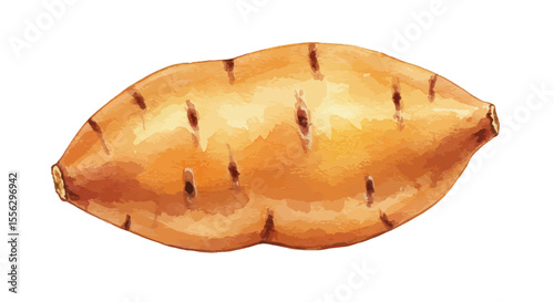 A Watercolor Vector Illustration Showcases A Single Sweet Potato Rendered In Warm Orange And Brown Hues With Subtle Textures Suggesting A Hand Painted Style