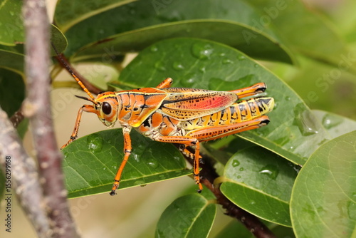 Lubber Grasshopper on Leaf