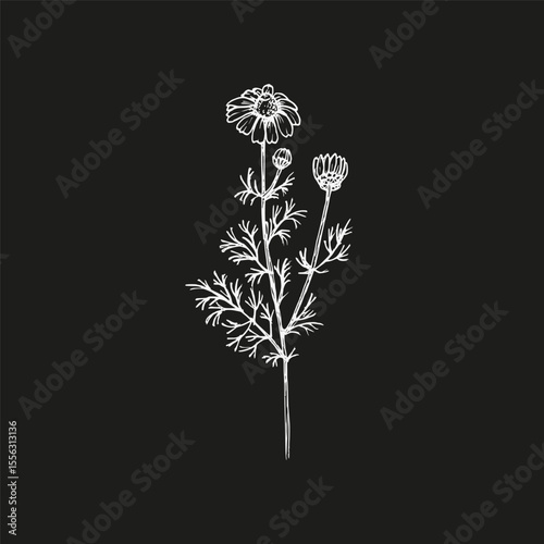 Chamomile herb vector line art illustration. Botanical outline drawing. Daisy sketch illustration of a plant for culinary, wellness, garden, and aromatherapy themes