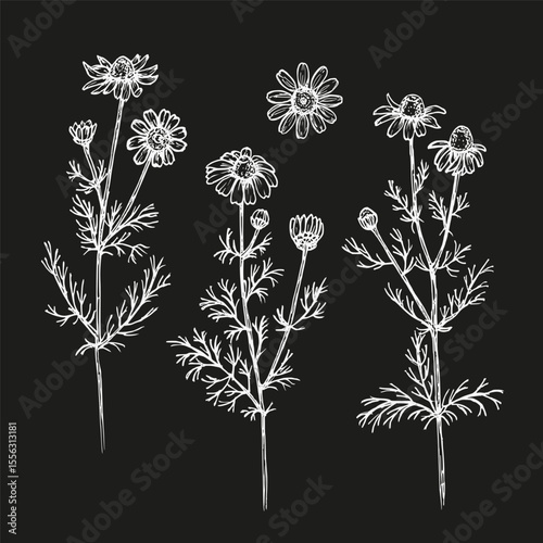 Chamomile herb botanical illustration set. Daisy sketch outline drawing in engraving style. Hand drawn floral vector clipart. Cooking, aromatherapy, garden, medicinal concept